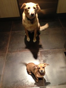 The most enthusiastic of affections