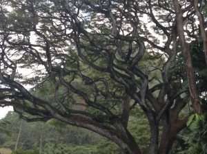 Big, beautiful trees abound on Oahu