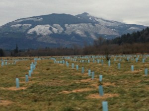 Blue that will one day be forest, and clear-cut highlighted by snow, in the distance.