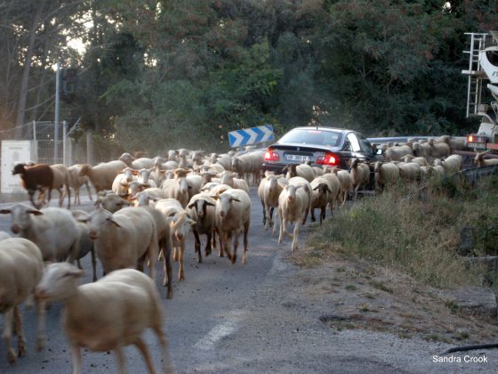 sheep-and-car-1