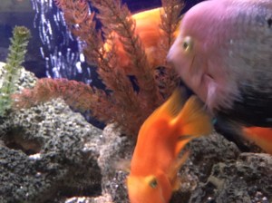 I took refuge in a fish tank down the hall... whenever I needed to just breathe freely... 