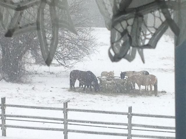 horses-in-snow